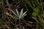 Thimbleweed